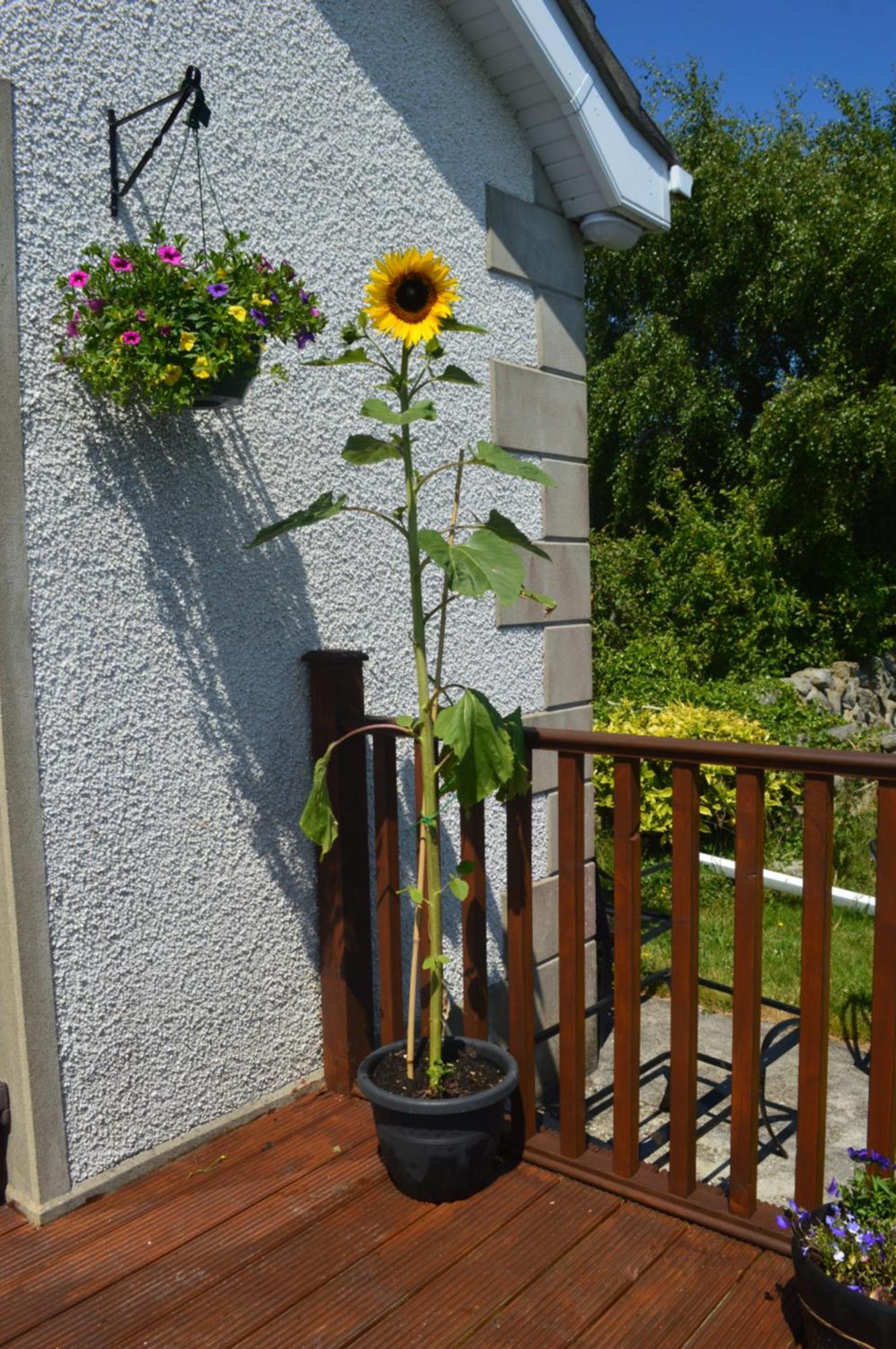 Carrick Cove Self Contained Accomodation With Private Decking 애날롱 외부 사진